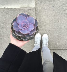 succulent and ash sneakers