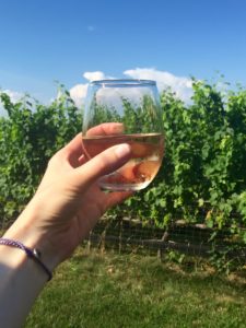 long island vineyard rose